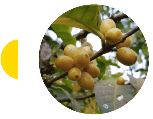 Cereza de café de la finca Magnolia Honduras Marcala